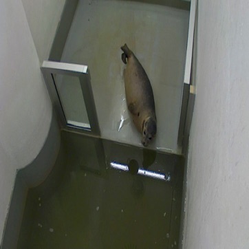 Zeehondje Wammes in zijn Quarantaine.jpg